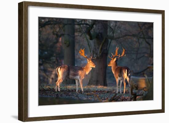 Two Fallow Deer Stags Illuminated by the Early Morning Sunrise in Richmond Park-Alex Saberi-Framed Photographic Print