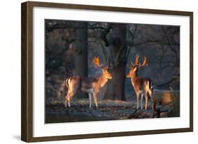 Two Fallow Deer Stags Illuminated by the Early Morning Sunrise in Richmond Park-Alex Saberi-Framed Photographic Print