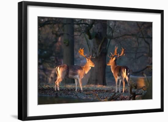Two Fallow Deer Stags Illuminated by the Early Morning Sunrise in Richmond Park-Alex Saberi-Framed Photographic Print
