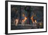 Two Fallow Deer Stags Illuminated by the Early Morning Sunrise in Richmond Park-Alex Saberi-Framed Photographic Print