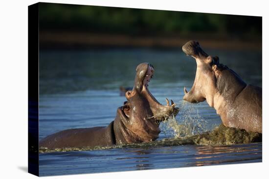 Two Fighting Hippos; Hippopotamus Amphibius; South Africa-Johan Swanepoel-Stretched Canvas