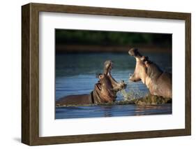 Two Fighting Hippos; Hippopotamus Amphibius; South Africa-Johan Swanepoel-Framed Photographic Print