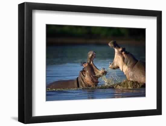 Two Fighting Hippos; Hippopotamus Amphibius; South Africa-Johan Swanepoel-Framed Photographic Print