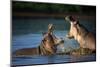 Two Fighting Hippos; Hippopotamus Amphibius; South Africa-Johan Swanepoel-Mounted Photographic Print