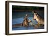 Two Fighting Hippos; Hippopotamus Amphibius; South Africa-Johan Swanepoel-Framed Photographic Print