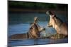 Two Fighting Hippos; Hippopotamus Amphibius; South Africa-Johan Swanepoel-Mounted Photographic Print