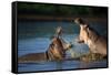 Two Fighting Hippos; Hippopotamus Amphibius; South Africa-Johan Swanepoel-Framed Stretched Canvas