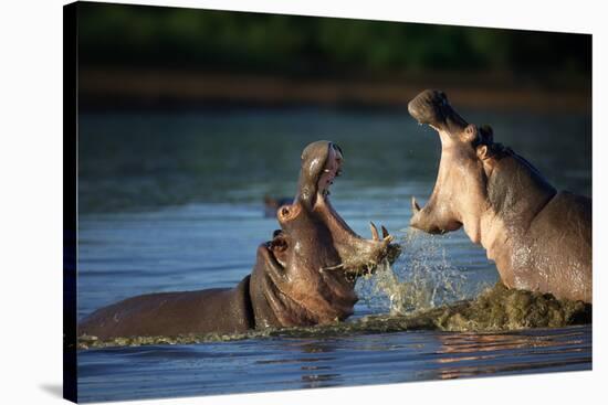 Two Fighting Hippos; Hippopotamus Amphibius; South Africa-Johan Swanepoel-Stretched Canvas