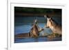 Two Fighting Hippos; Hippopotamus Amphibius; South Africa-Johan Swanepoel-Framed Photographic Print