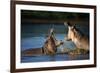 Two Fighting Hippos; Hippopotamus Amphibius; South Africa-Johan Swanepoel-Framed Photographic Print