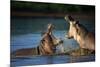 Two Fighting Hippos; Hippopotamus Amphibius; South Africa-Johan Swanepoel-Mounted Photographic Print