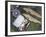 Two Fine Brown Trout Caught with Dapping Fly and Rod from a Boat on Loch Ba-John Warburton-lee-Framed Photographic Print