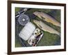 Two Fine Brown Trout Caught with Dapping Fly and Rod from a Boat on Loch Ba-John Warburton-lee-Framed Photographic Print