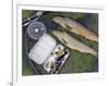 Two Fine Brown Trout Caught with Dapping Fly and Rod from a Boat on Loch Ba-John Warburton-lee-Framed Photographic Print