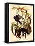 Two Fish Crows-John James Audubon-Framed Stretched Canvas