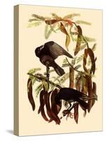 Two Fish Crows-John James Audubon-Stretched Canvas