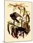 Two Fish Crows-John James Audubon-Mounted Giclee Print