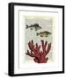 Two Fish with Coral-Marion Mcconaghie-Framed Giclee Print