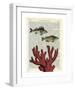 Two Fish with Coral-Marion Mcconaghie-Framed Giclee Print