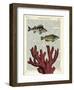 Two Fish with Coral-Marion Mcconaghie-Framed Art Print