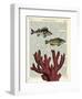 Two Fish with Coral-Marion Mcconaghie-Framed Art Print