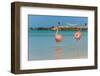 Two Flamingos on the Beach-PhotoSerg-Framed Photographic Print