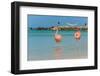 Two Flamingos on the Beach-PhotoSerg-Framed Photographic Print