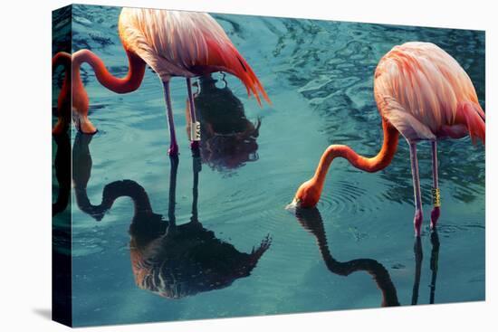 Two Flamingos-Lynn Watson-Stretched Canvas