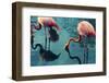 Two Flamingos-Lynn Watson-Framed Photographic Print