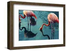 Two Flamingos-Lynn Watson-Framed Photographic Print