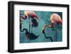 Two Flamingos-Lynn Watson-Framed Photographic Print