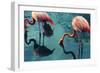 Two Flamingos-Lynn Watson-Framed Photographic Print