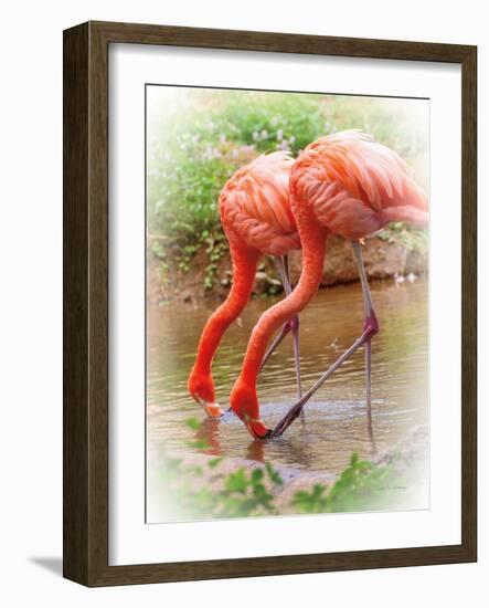 Two Flamingos-Debra Van Swearingen-Framed Photographic Print