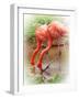 Two Flamingos-Debra Van Swearingen-Framed Photographic Print