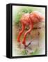 Two Flamingos-Debra Van Swearingen-Framed Stretched Canvas
