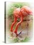 Two Flamingos-Debra Van Swearingen-Stretched Canvas