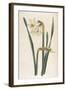 Two Flowered Narcissus Narcissus Bifloris-null-Framed Art Print