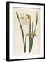 Two Flowered Narcissus Narcissus Bifloris-null-Framed Art Print