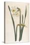 Two Flowered Narcissus Narcissus Bifloris-null-Stretched Canvas