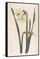 Two Flowered Narcissus Narcissus Bifloris-null-Framed Stretched Canvas