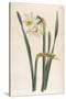 Two Flowered Narcissus Narcissus Bifloris-null-Stretched Canvas