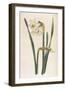 Two Flowered Narcissus Narcissus Bifloris-null-Framed Art Print