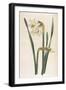 Two Flowered Narcissus Narcissus Bifloris-null-Framed Art Print