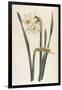 Two Flowered Narcissus Narcissus Bifloris-null-Framed Art Print