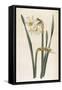 Two Flowered Narcissus Narcissus Bifloris-null-Framed Stretched Canvas