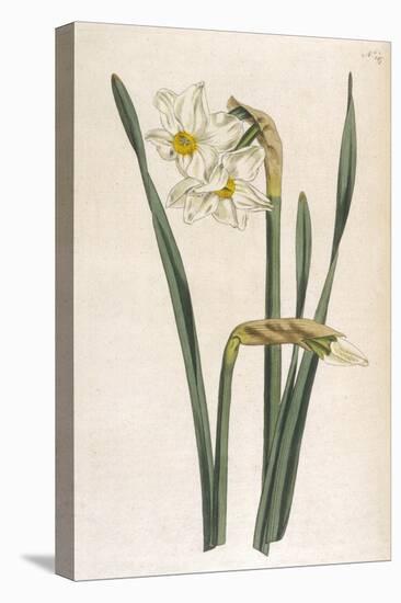 Two Flowered Narcissus Narcissus Bifloris-null-Stretched Canvas