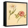 Two Flowers-Romney Gay-Framed Stretched Canvas