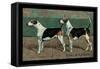 Two Fox Hounds-null-Framed Stretched Canvas