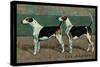 Two Fox Hounds-null-Stretched Canvas