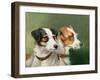 Two Fox Terriers, 1898-Alfred Wheeler-Framed Giclee Print